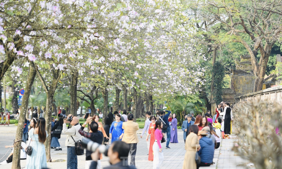 Hoa ban bung nở trên khắp phố phường Hà Nội