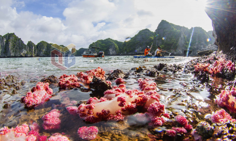 “Flowers of the sea” in Ha Long bay