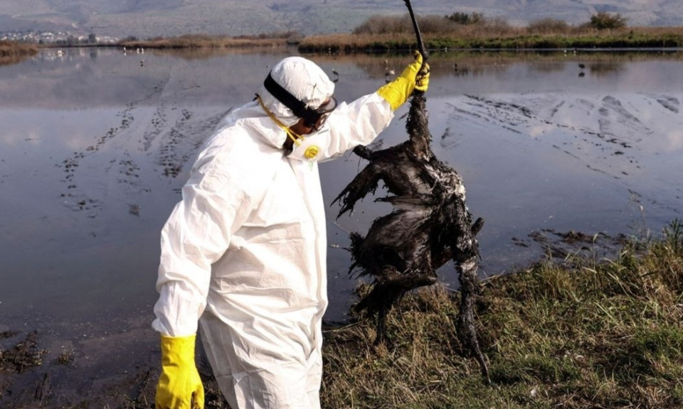 WHO lo ngại sau cái chết vì H5N1 của bé gái ở Campuchia