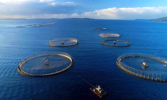 Vietnam eyes 1 billion USD from seaculture product exports by 2025
