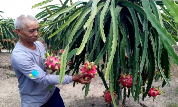 More attention must be paid to varieties to increase fruit exports