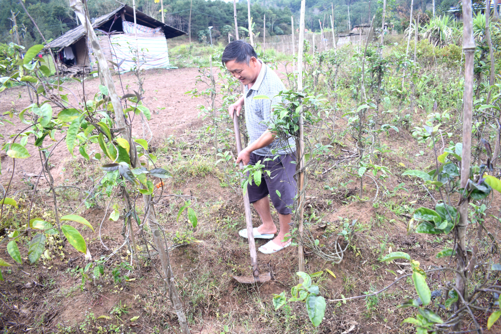 Anh Triệu Sinh Minh, thôn Đồng Quánh xã Minh Cầm đã có thu nhập thường xuyên từ trồng cây ba kích.
