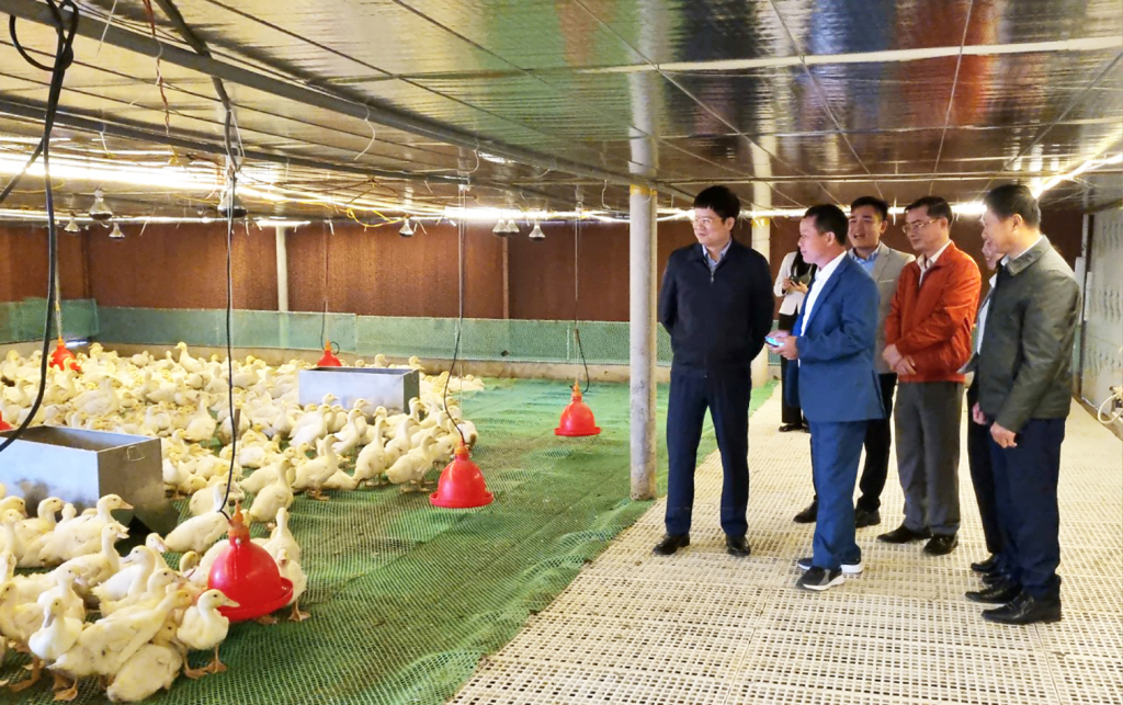Mô hình chăn nuôi vịt của ông Đồng Quang Cường theo hướng hiện đại, có đầu tư lớn cho chuồng trại, thiết bị máy móc và triển khai sản xuất liên kết theo chuỗi.