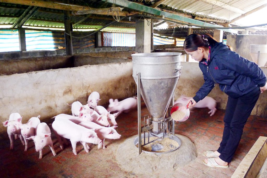 Mô hình chăn nuôi lợn của gia đình chị Lâm Thị Hợi, thôn Đồng Lóng, xã Thanh Lâm. Ảnh: Thu Trang