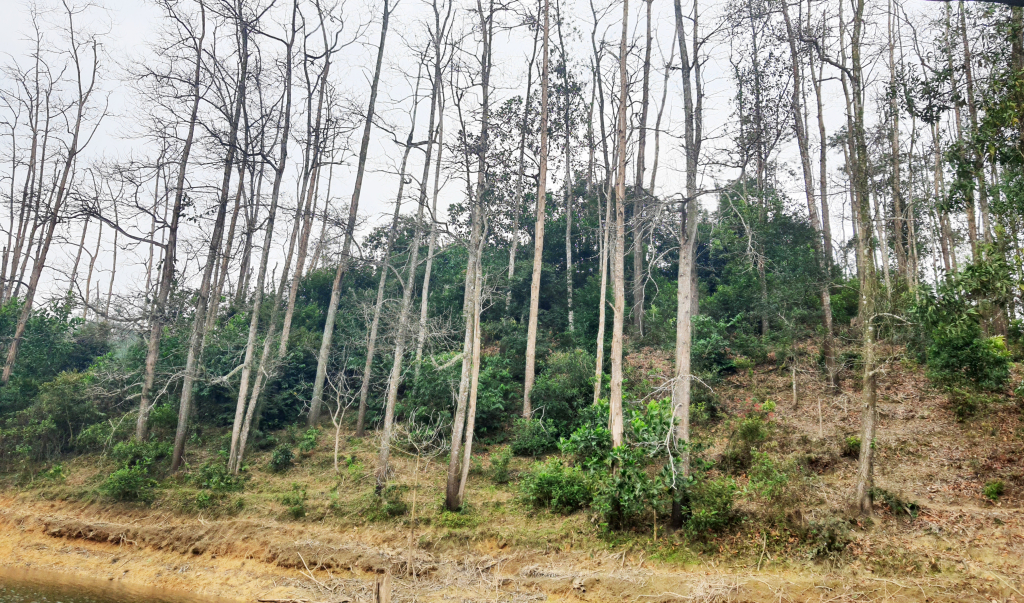 Một phần rừng tại tiểu khu 80a rừng phòng hộ hồ Cao Vân cây rừng bị chết khô.