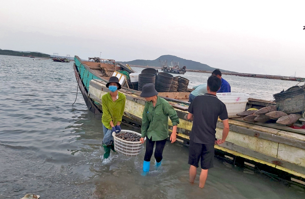Phát triển nuôi trồng thủy sản là một trong các giải pháp để Hải Hà đẩy mạnh công tác giảm nghèo trên địa bàn. (Trong ảnh: Ngư dân Hải Hà vận chuyển ngao từ nuôi trồng đi tiêu thụ).