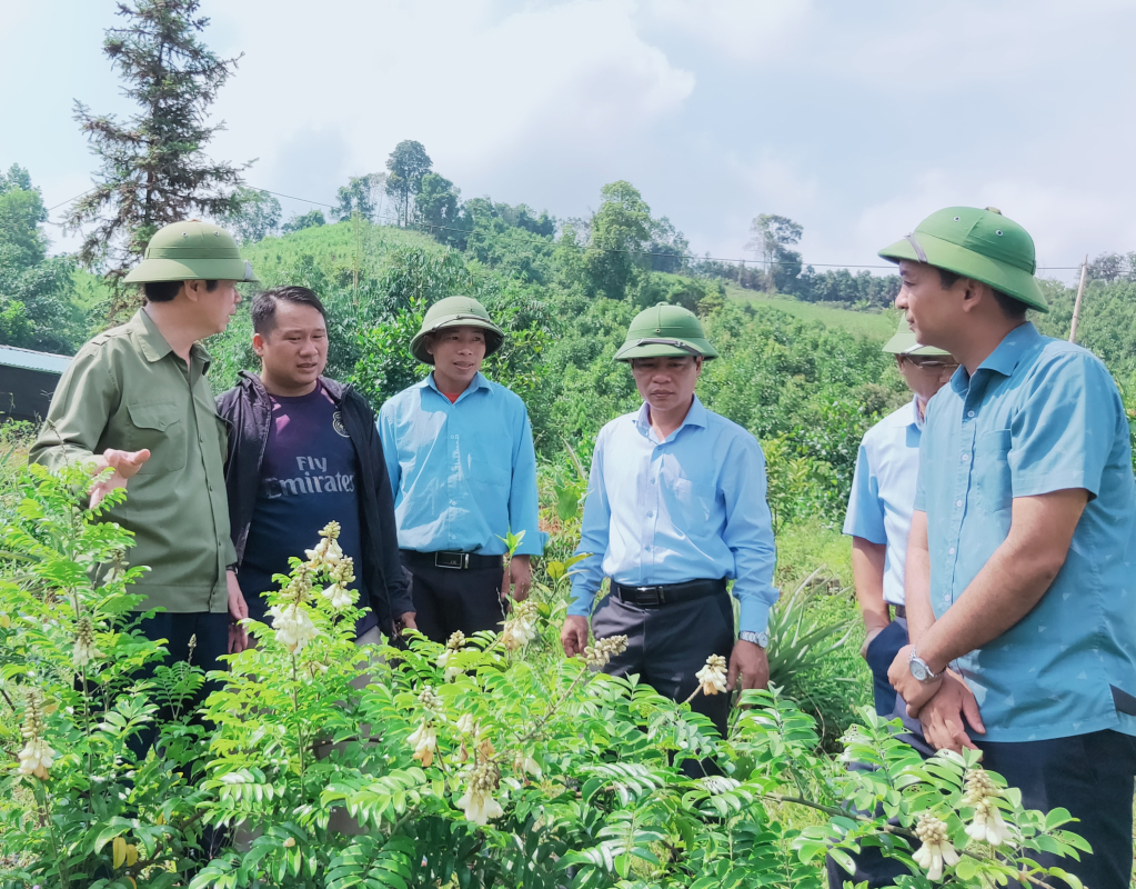 Mô hình trồng cây Cát Sâm của anh Triệu Quay Phúc (thứ 2 trái sang), thôn Tầu Tiên xã Đồn Đạc