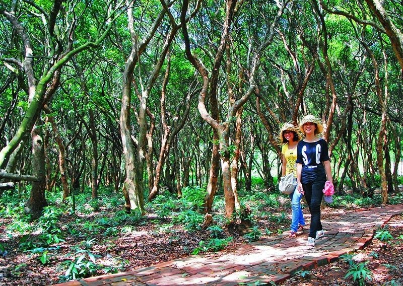 Khách du lịch trong rừng trâm xã Minh Châu, huyện Vân Đồn. Ảnh Phạm Ngoan (CTV)