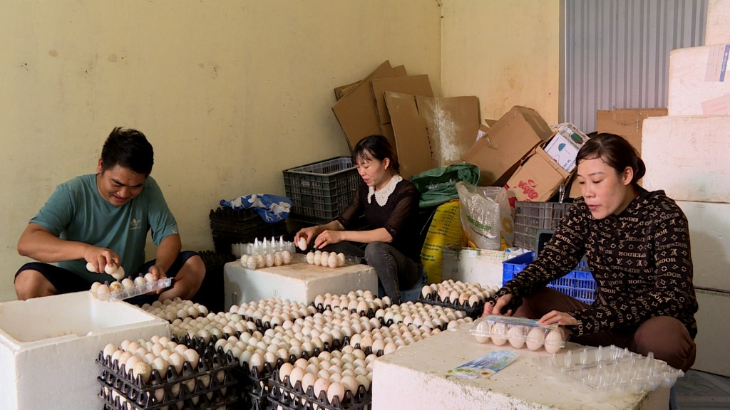Thu hoạch trứng vịt biển của HTX chăn nuôi vịt Đồng Tiến, xã Đồng Rui, huyện Tiên Yên.