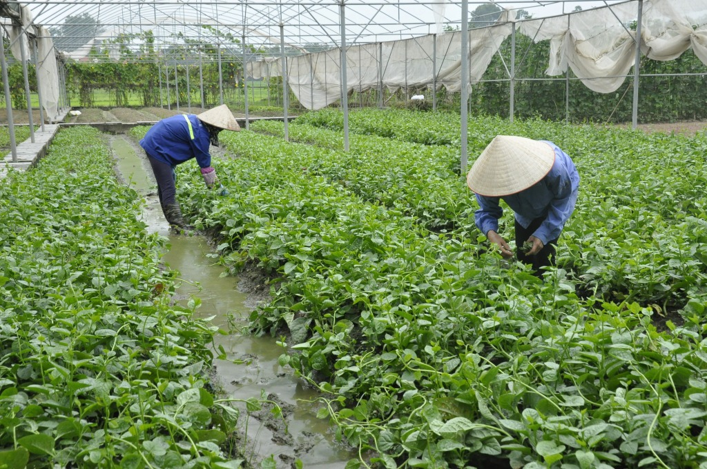 Nhân viên Công ty CP Đầu tư và Xây dựng Việt Long thu hoạch rau sạch do Công ty trồng tại phường Cộng Hòa, TX Quảng Yên