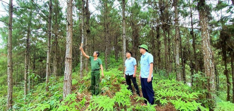 Rừng trồng cây gỗ lớn của một hộ dân xã Thanh Sơn, huyện Ba Chẽ, tỉnh Quảng Ninh. Ảnh: Tư liệu