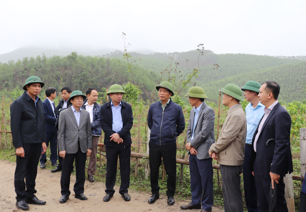 Đoàn công tác cũng khảo sát mô hình trồng rừng tại xã Sơn Dương, TP Hạ Long.