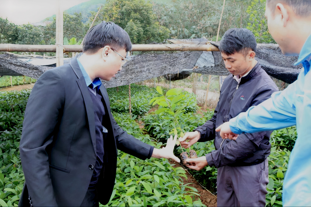 Bí thư Tỉnh Đoàn Hoàng Văn Hải thăm vườn cây giống của Công ty CP Quế hồi Quảng Ninh do thanh niên người dân tộc Dao Lỷ A Tài, xã Quảng Lâm, huyện Đầm Hà làm chủ.