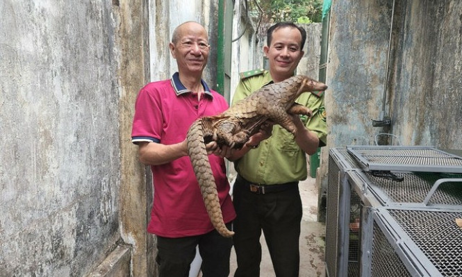 Tê tê quý hiếm trên mái nhà ở trung tâm TP HCM 