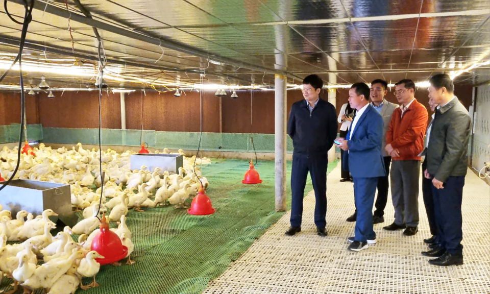 Ứng dụng công nghệ hiện đại vào chăn nuôi vịt