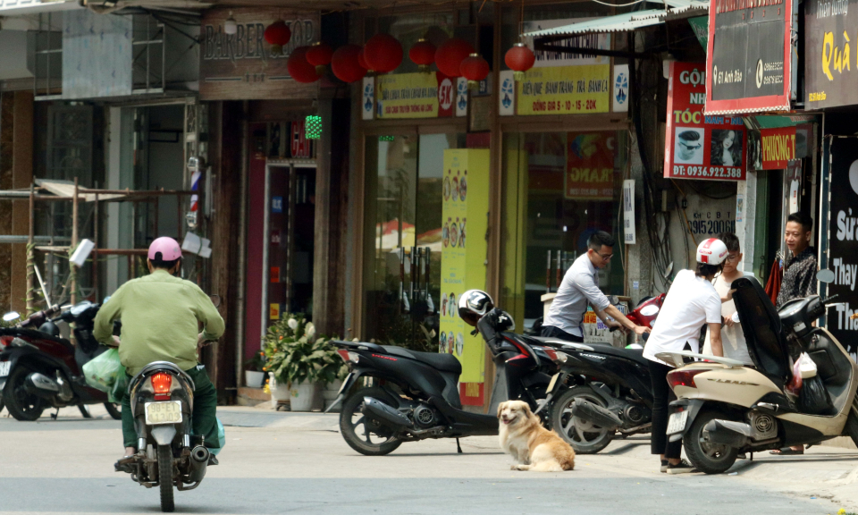 Ngăn chặn những nguy cơ từ chó thả rông