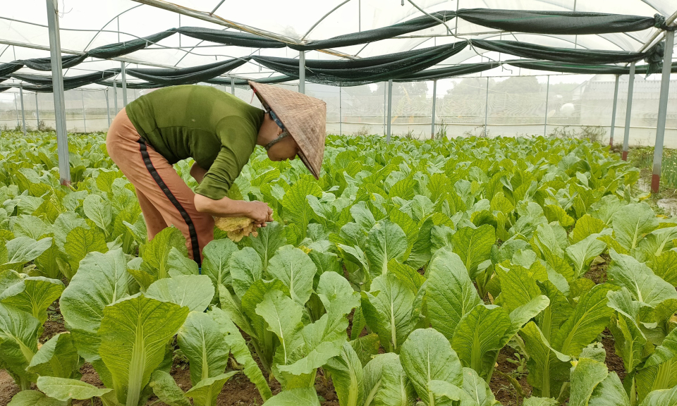 Tiên Yên: Sản xuất nông nghiệp theo chuỗi giá trị tăng cao