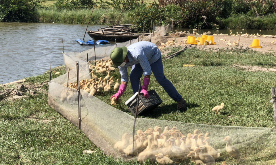 Ngăn chặn tình trạng nhập lậu, vận chuyển trái phép gia cầm, sản phẩm gia cầm
