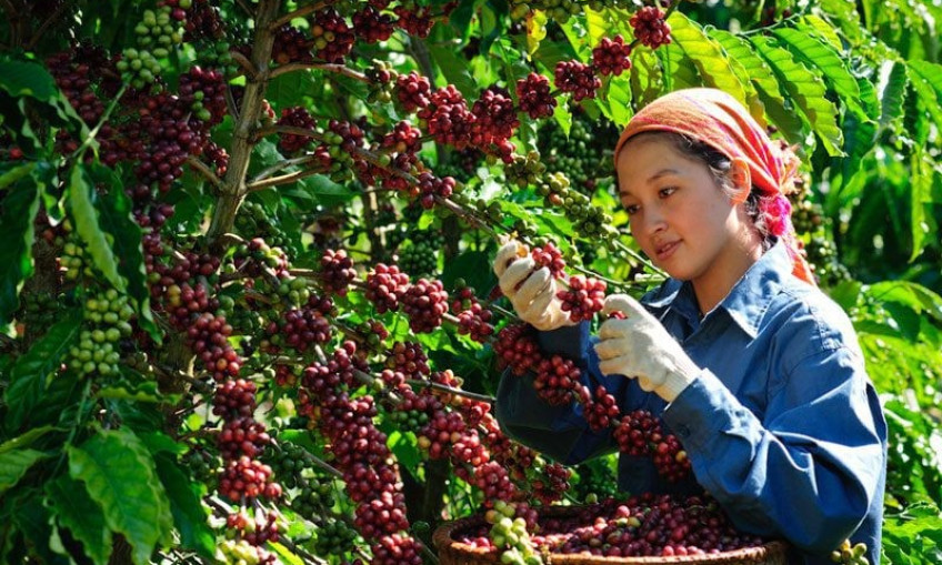 Vietnam needs to develop coffee branding to go global