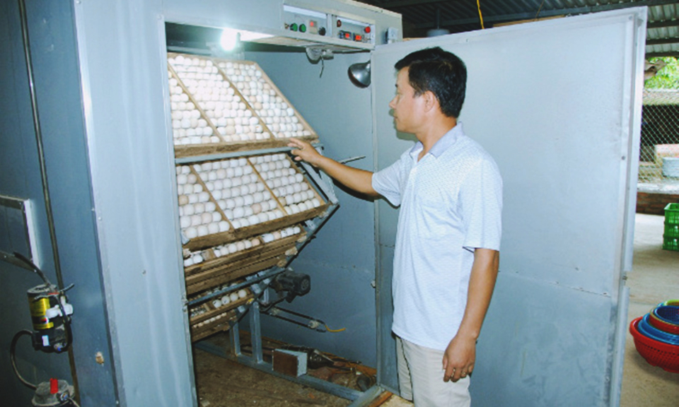 Đầm Hà: Tái cơ cấu ngành nông nghiệp theo hướng hiện đại