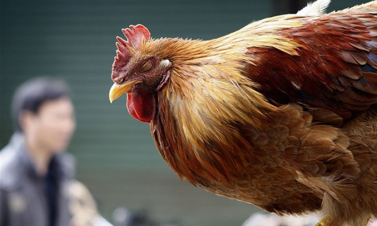Mức độ nguy hiểm của cúm A(H5N1)