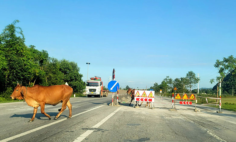 Quốc lộ 1A “nát như tương”, Hà Tĩnh “cầu cứu” Bộ GTVT
