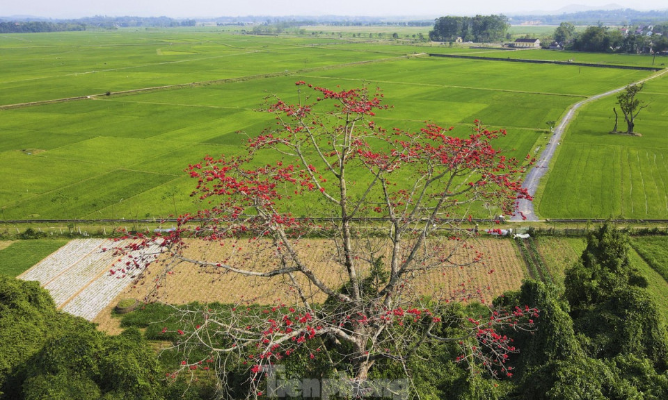 Mê mẩn những cây hoa gạo cổ thụ bung nở như tranh