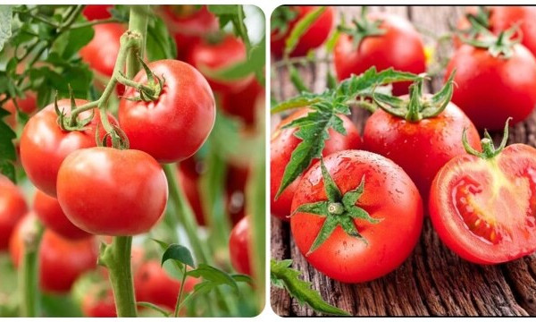 Tác dụng của cà chua đối với sức khỏe
