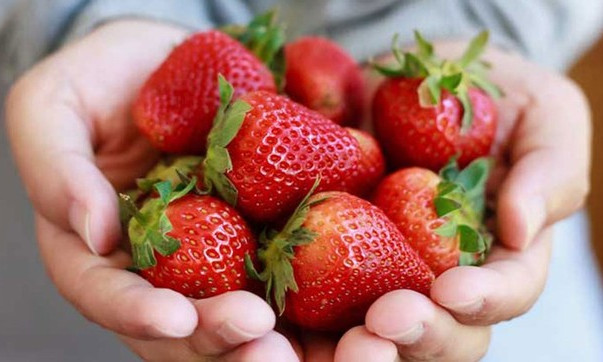 Dâu tây vào mùa ngon-bổ-rẻ, nhưng khi ăn nên nhớ kỹ điều này