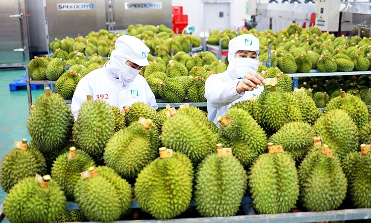 Xuất khẩu rau quả: Tiềm năng từ thị trường tỷ dân