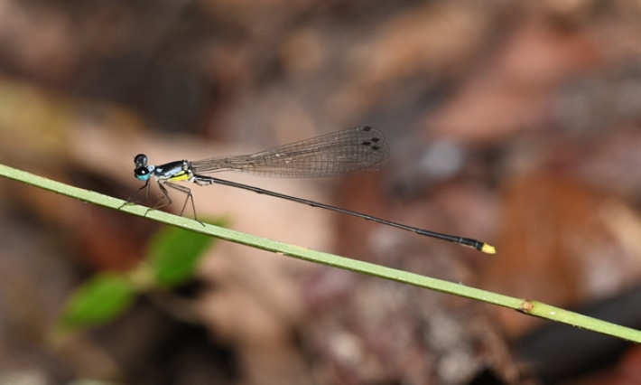 Snakes and dragonflies: scientists solving nature's challenges