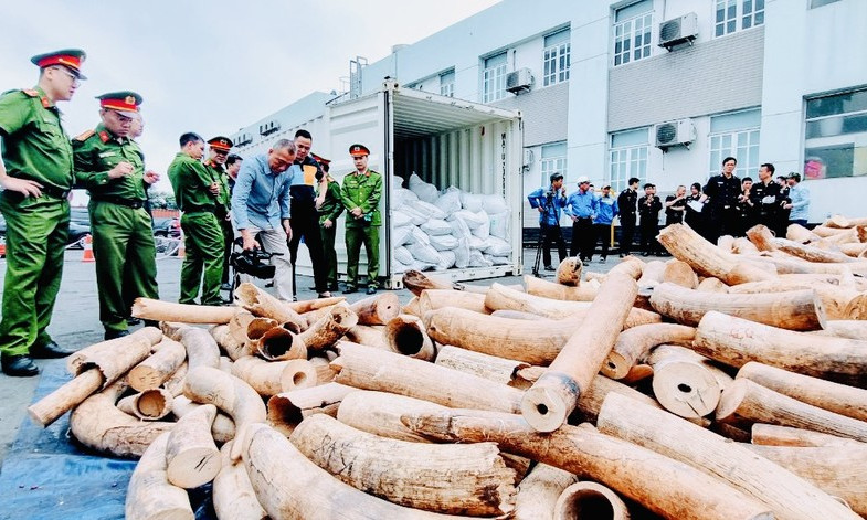 Phát hiện lô ngà voi lớn nhất từ trước tới nay nhập lậu qua cảng biển Hải Phòng
