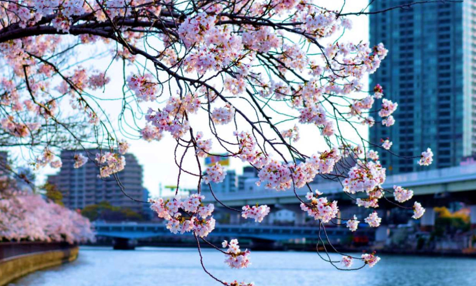 Đến Osaka - ngắm hoa anh đào rợp trời tại thành phố sôi động bậc nhất Nhật Bản
