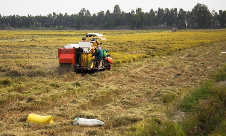 Agricultural authorities draft plan to grow one million hectares of low-carbon rice