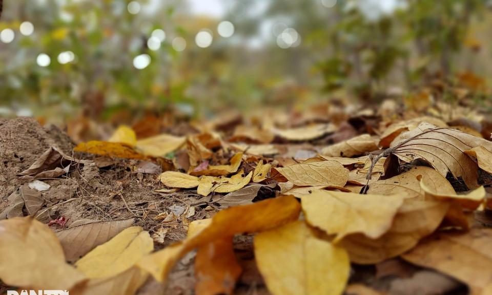 Mê đắm với rừng khộp mùa thay lá ở Vườn quốc gia Yok Đôn