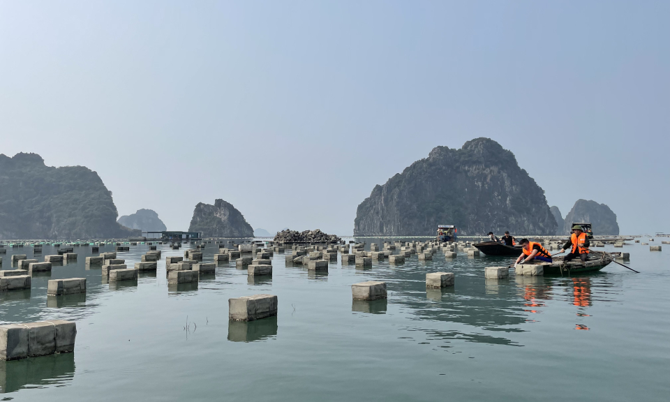 TP Cẩm Phả: Phấn đấu hoàn thành tháo dỡ bè, mảng nuôi trồng thủy sản trái phép trong tháng 3