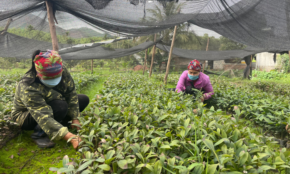 Phát triển lâm nghiệp bền vững