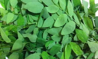 Ăn rau xanh hằng ngày góp phần giúp cải thiện thị lực