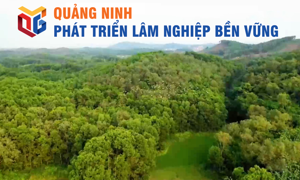 Quảng Ninh phát triển lâm nghiệp bền vững