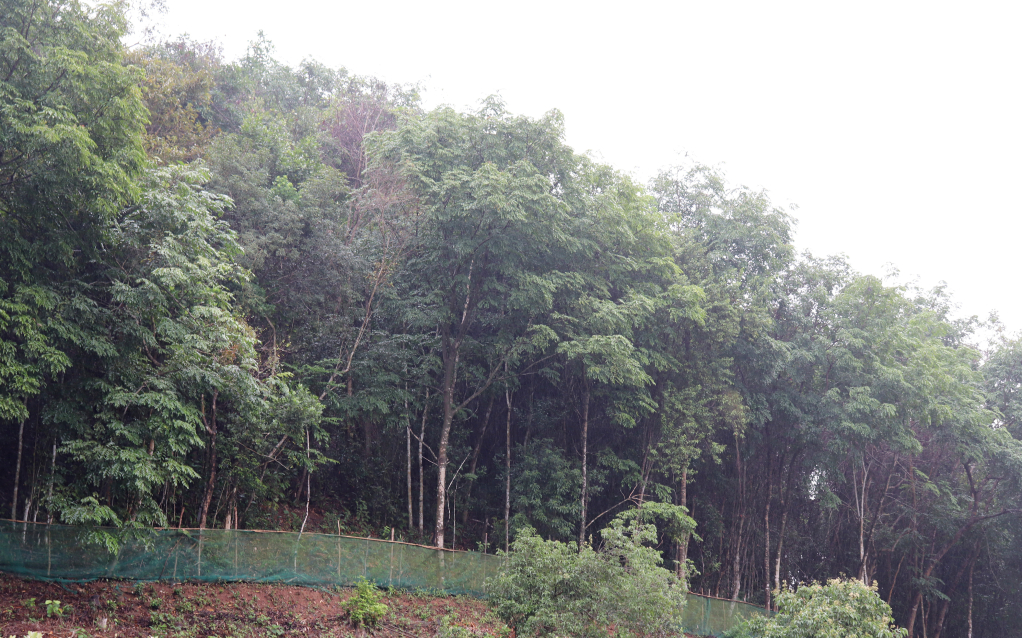 Cánh rừng lim của gia đình ông Lương Thế Xuyên, thôn Thủy Cơ, xã Tiên Lãng được trồng từ năm 2006.