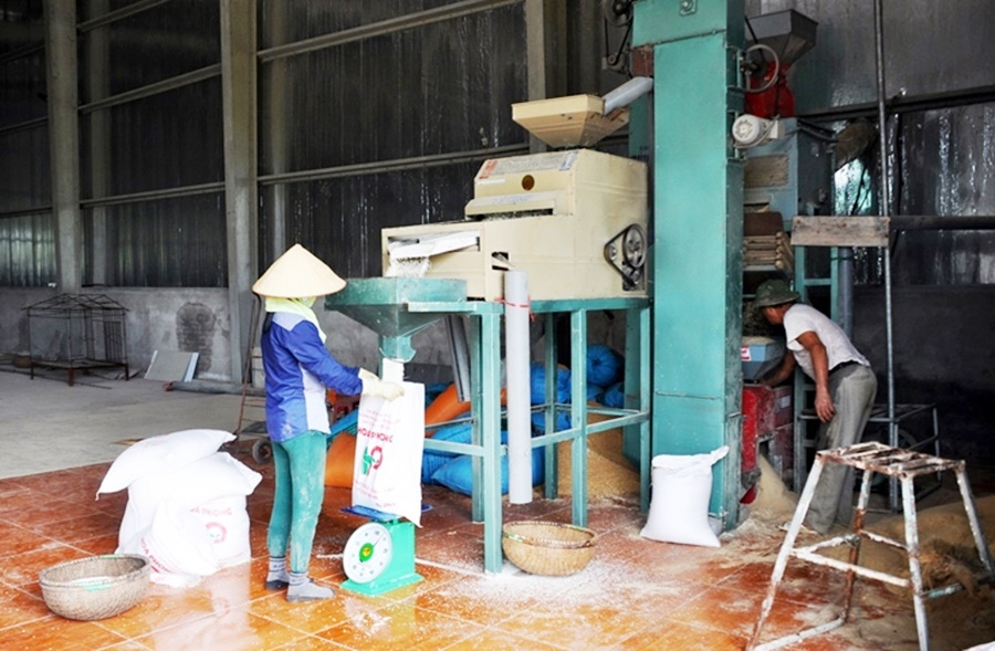 Đóng gói sản phẩm nếp cái hoa vàng tại HTX Dịch vụ nông nghiệp chất lượng cao Hoa Phong (TX Đông Triều). Ảnh: Nguyễn Thanh