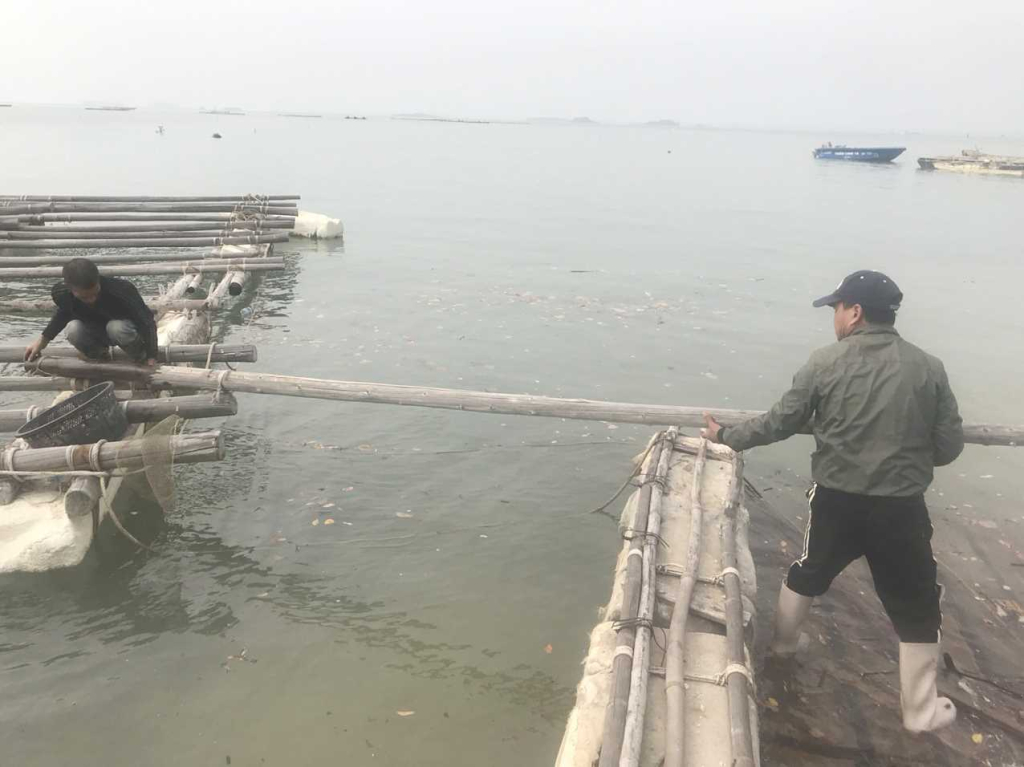 Các hộ dân nuôi trồng thủy sản trái phép trên biển thuộc địa bàn xã Quảng Phong tự nguyện tháo dỡ các phao xốp trên biển. Ảnh: Thanh Truòng (Trung tâm TT&VH Hải Hà)