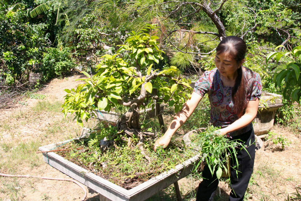 Chị Hạnh đang chăm sóc vườn cây cảnh của gia đình.