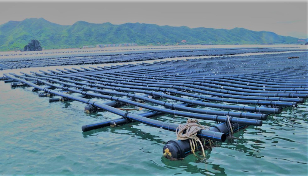 Hệ thống bè nuôi hàu làm bằng vật liệu nổi HDPE ở xã Hạ Long, huyện Vân Đồn.