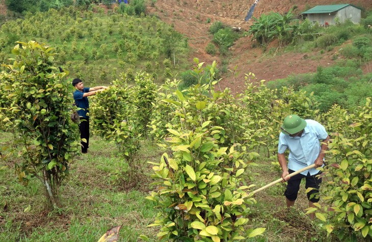 Cây trà hoa vàng mang tới nguồn lợi kinh tế cao cho người dân Ba Chẽ (Ảnh: Trung tâm TTVH huyện Ba Chẽ)