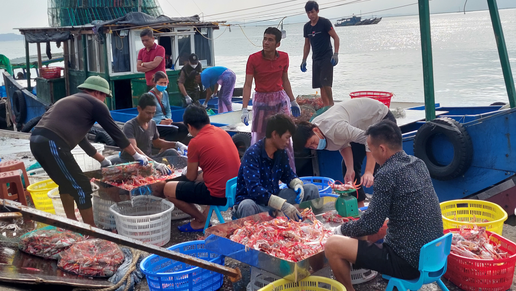 Thu mua hải sản tại khu vực bến Mũi Ngọc, phường Bình Ngọc (Móng Cái)