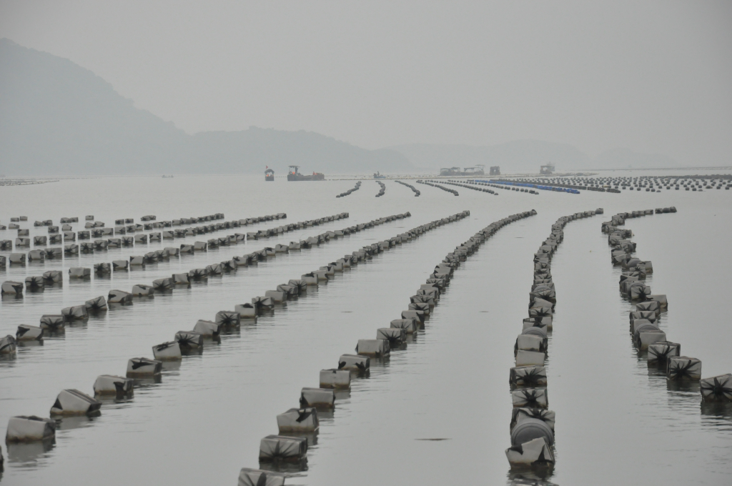 Phao xốp nuôi hàu dây tại vùng biển xã Tân Lập, huyện Đầm Hà (Ảnh chụp ngày 17/4/2023)