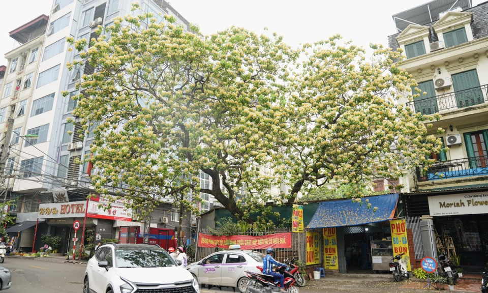 Ngắm hoa bún, 'độc nhất vô nhị ' 300 năm tuổi giữa lòng Thủ đô