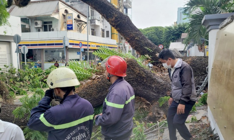 Điều tra vụ cây xanh bật gốc trước cổng trường, 5 người bị thương