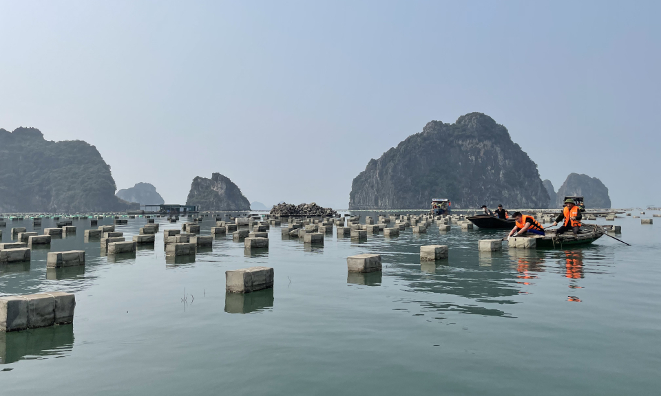 Cẩm Phả lập lại trật tự trong nuôi trồng thủy sản